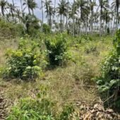 Terrain Mohamé 5 Ha