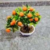 Plante Décorative Oranger Miniature.