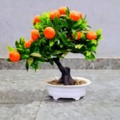 Plante Décorative Oranger Miniature.