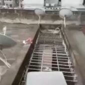 Yopougon niangon sud lokoa extension