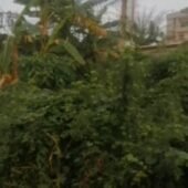 Terrain Azito 600m2 ACD