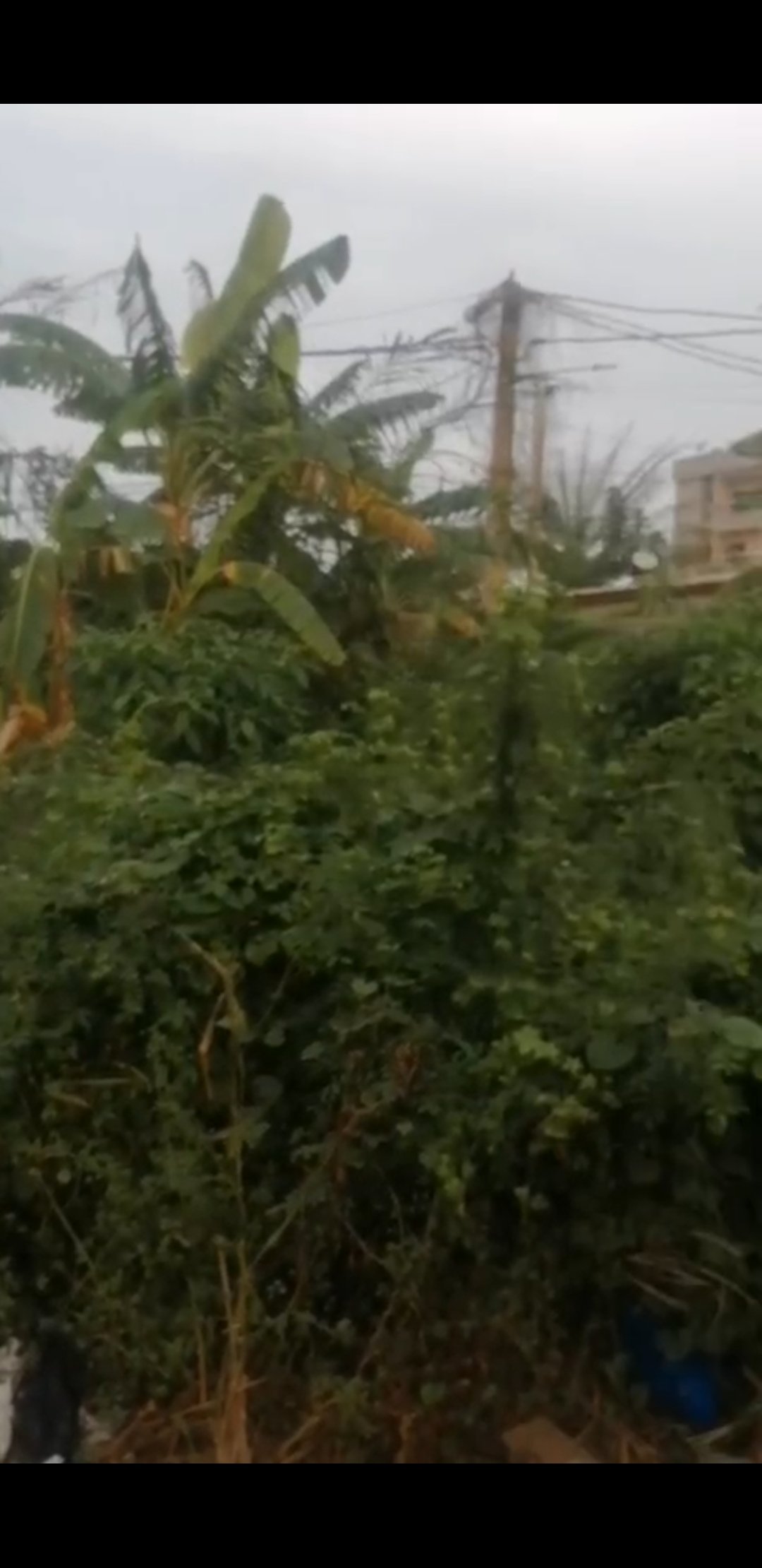 Terrain Azito 600m2 ACD