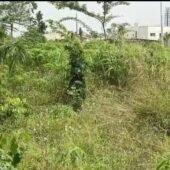 Terrain BINGERVILLE CITÉ ALLOBE 🔴