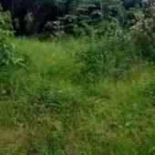 VENTE TERRAIN AGBOVILLE Amakébou