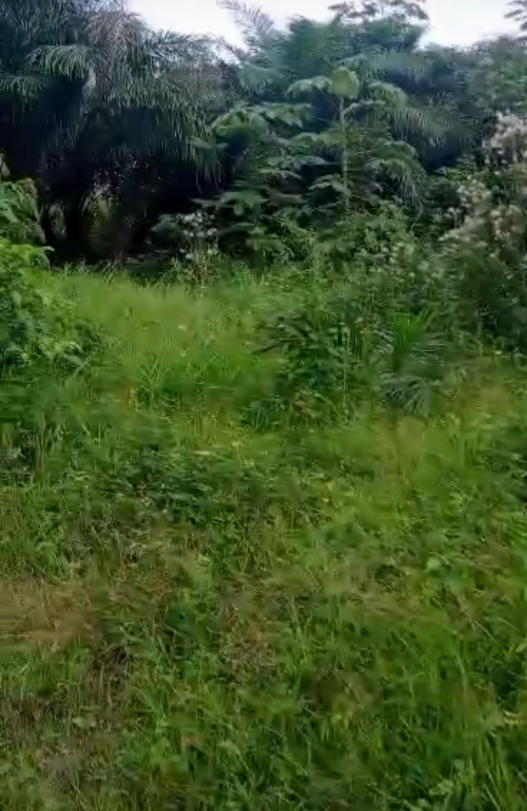 VENTE TERRAIN AGBOVILLE Amakébou